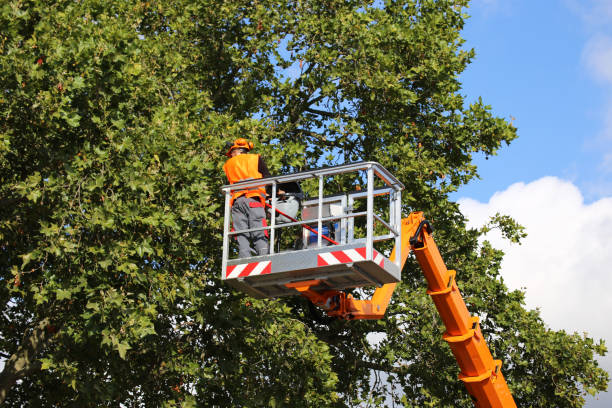 Reliable Spring Green, WI Tree Services Solutions