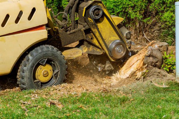 Best Tree Mulching  in Spring Green, WI