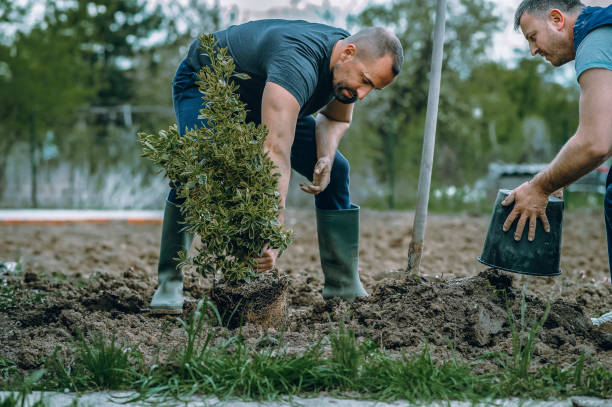 Best Hedge Trimming  in Spring Green, WI