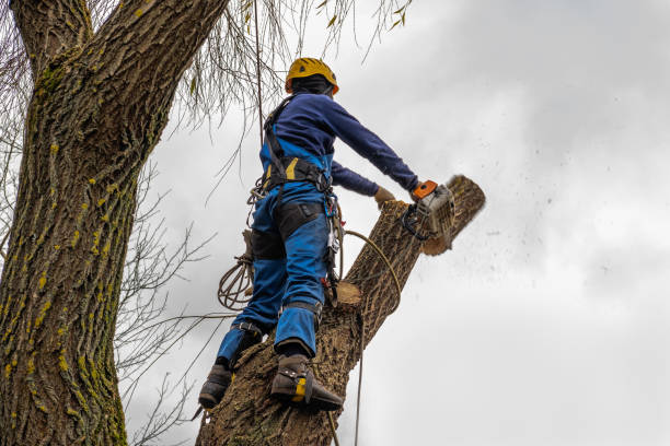 How Our Tree Care Process Works  in  Spring Green, WI