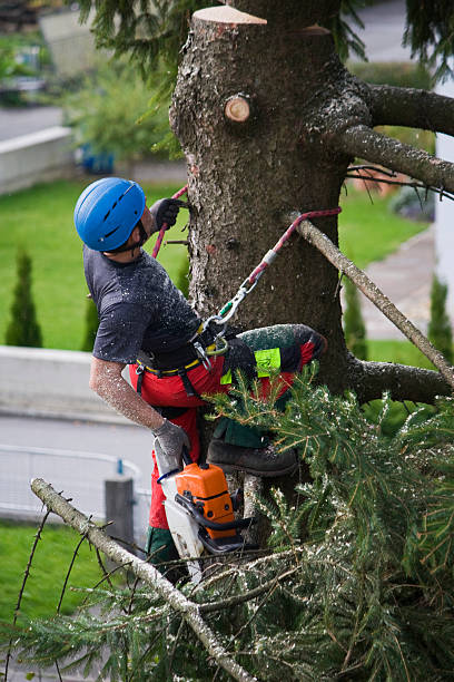 Best Tree Maintenance Programs  in Spring Green, WI