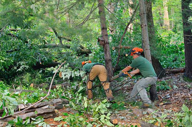 Best Storm Damage Tree Cleanup  in Spring Green, WI