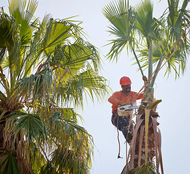 Best Palm Tree Trimming  in Spring Green, WI